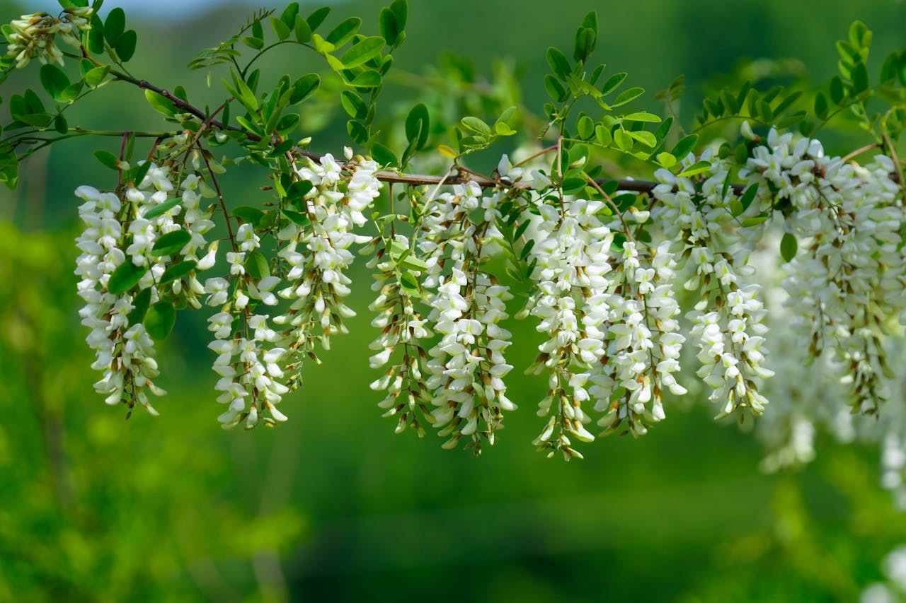 Close-up of fresh white Acacia flowers blooming against a vibrant green backdrop.