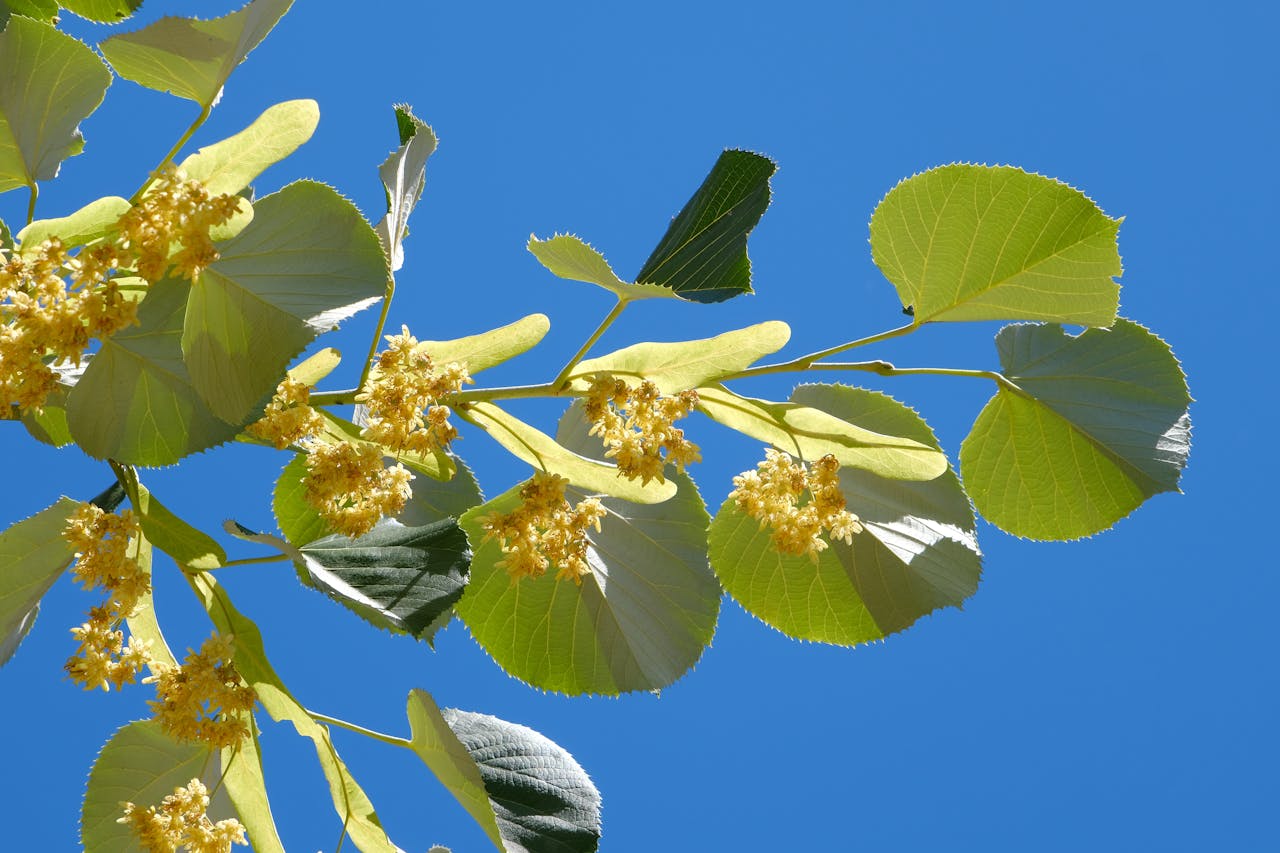 Bright linden tree blossoms with green leaves against a vivid blue sky in Bursa, Türkiye.