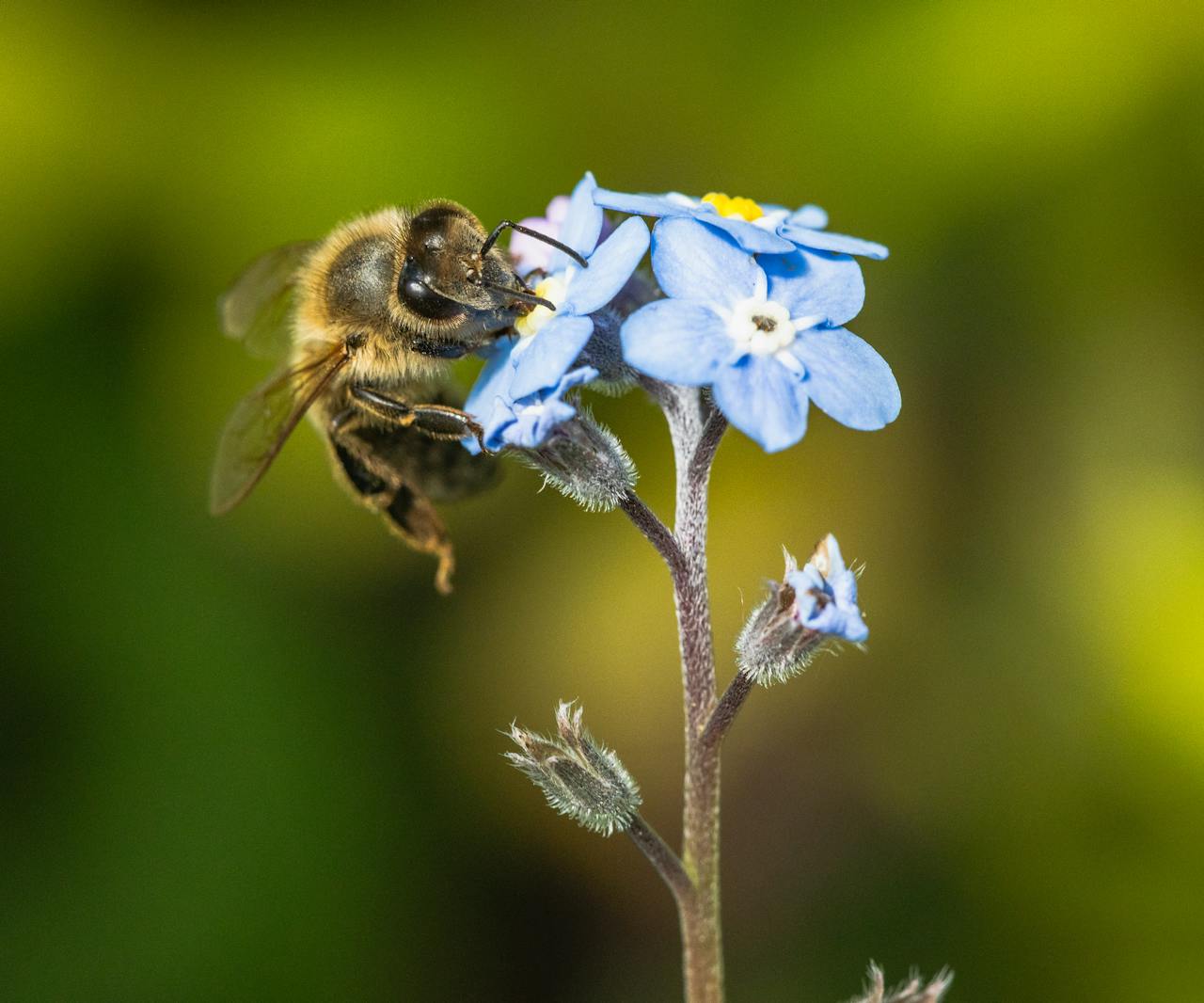 A close-up image of a honeybee pollinating a blue forget-me-not flower against a green background.